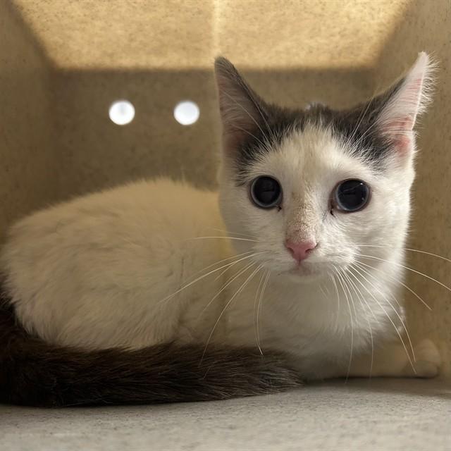 Enlarge DOODLE-BOB, a Adoptable Domestic Short Hair in Lincolnton, NC image 1/1