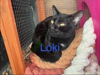 Loki, Adoptable, Kitten Male Domestic Short Hair.