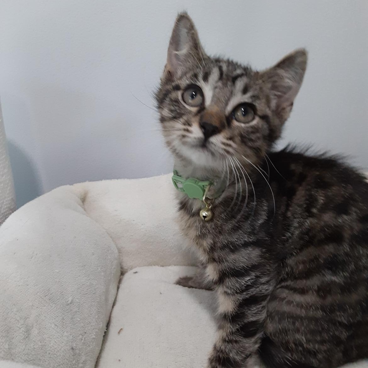 Enlarge Trevor, a Adoptable Domestic Short Hair in Greensboro, NC image 1/1