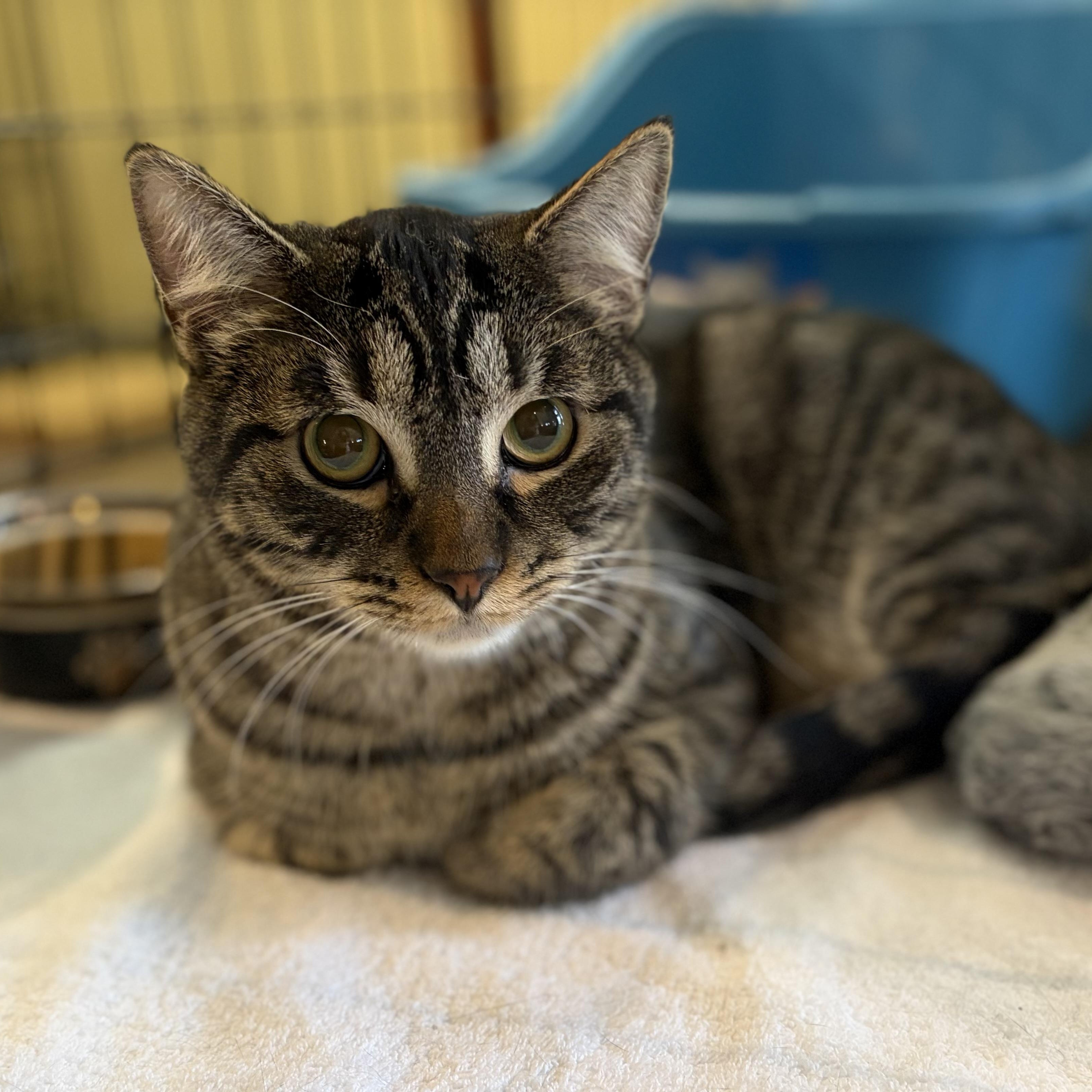 Trevor, Adoptable, Young Male Domestic Short Hair.