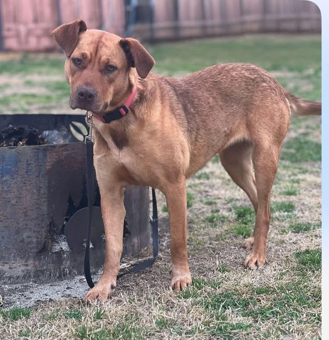 Foster Gracie, a Adoptable mixed breed in Oswego, IL image 2/2