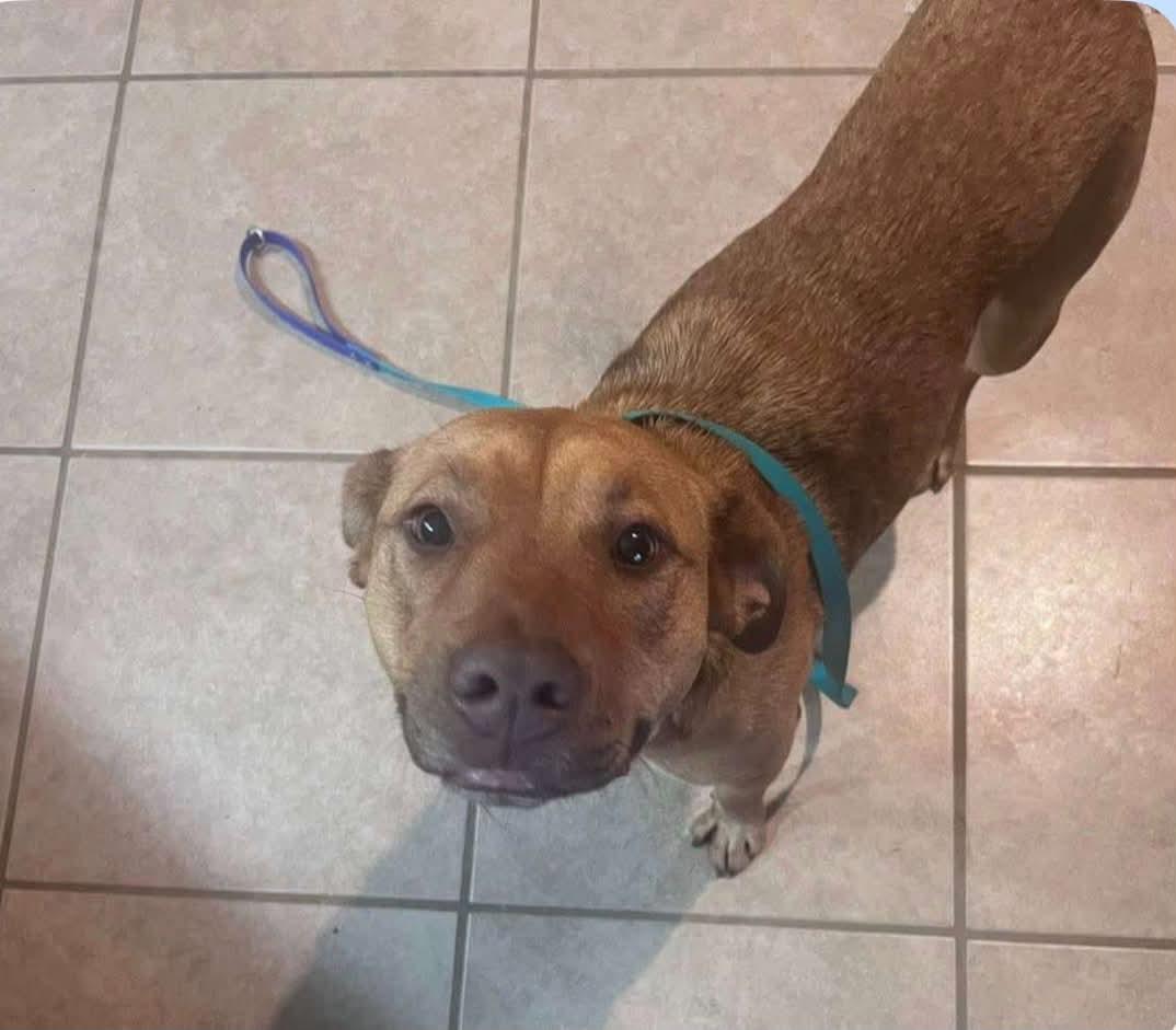 Foster Gracie, Adoptable, Young Female Pit Bull Terrier.