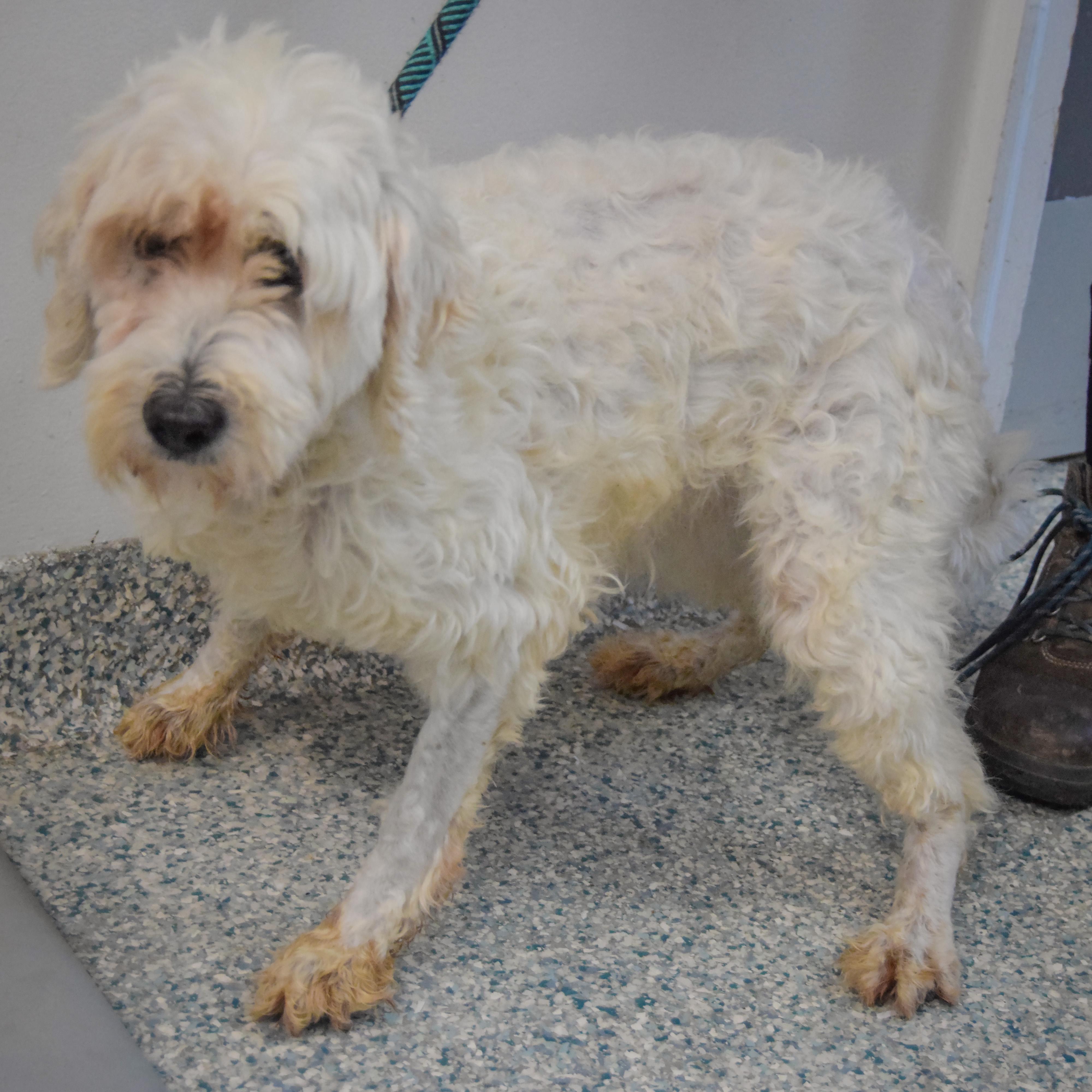 Enlarge Layla, a Adoptable mixed breed in Huntley, IL image 2/3