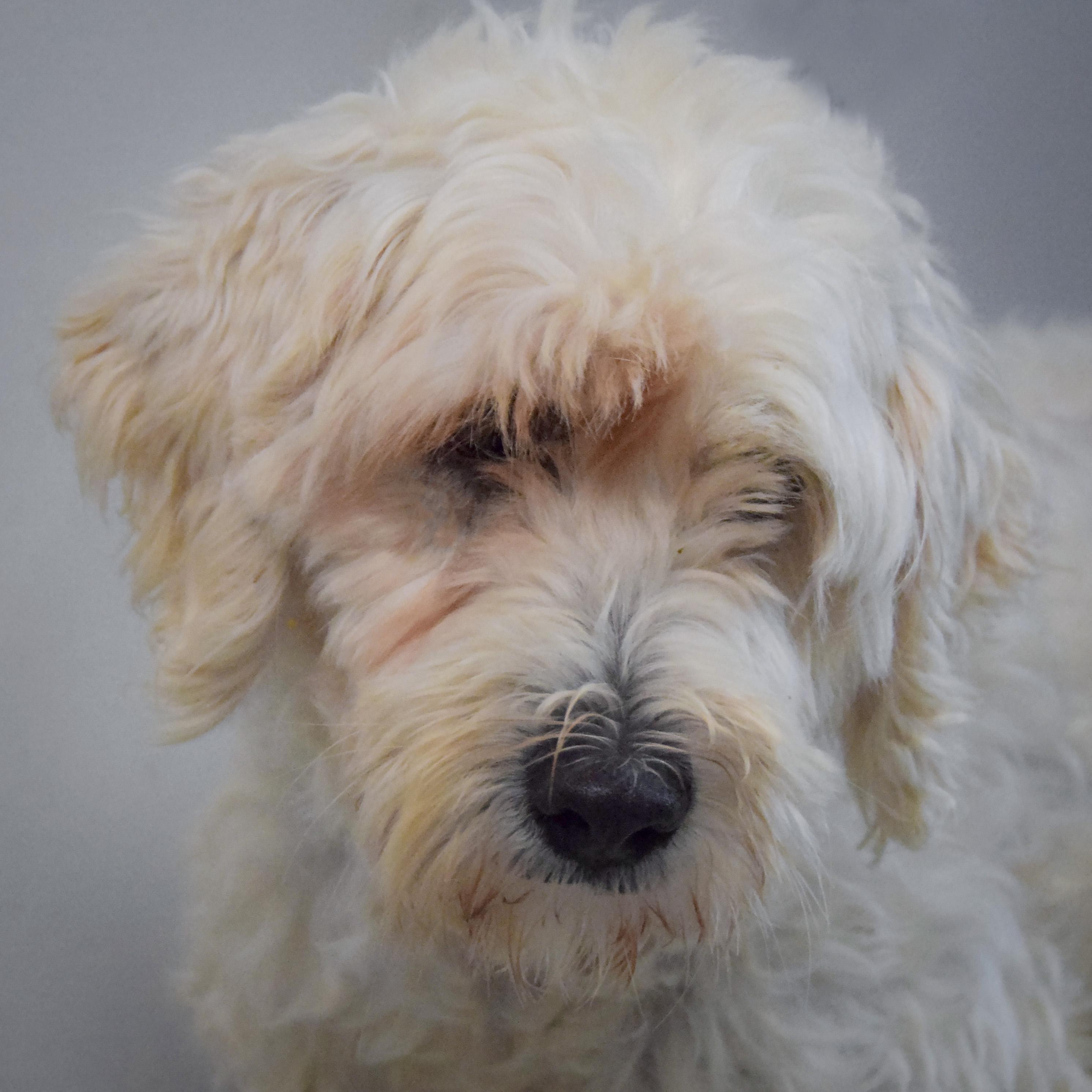 Enlarge Layla, a Adoptable mixed breed in Huntley, IL image 1/3