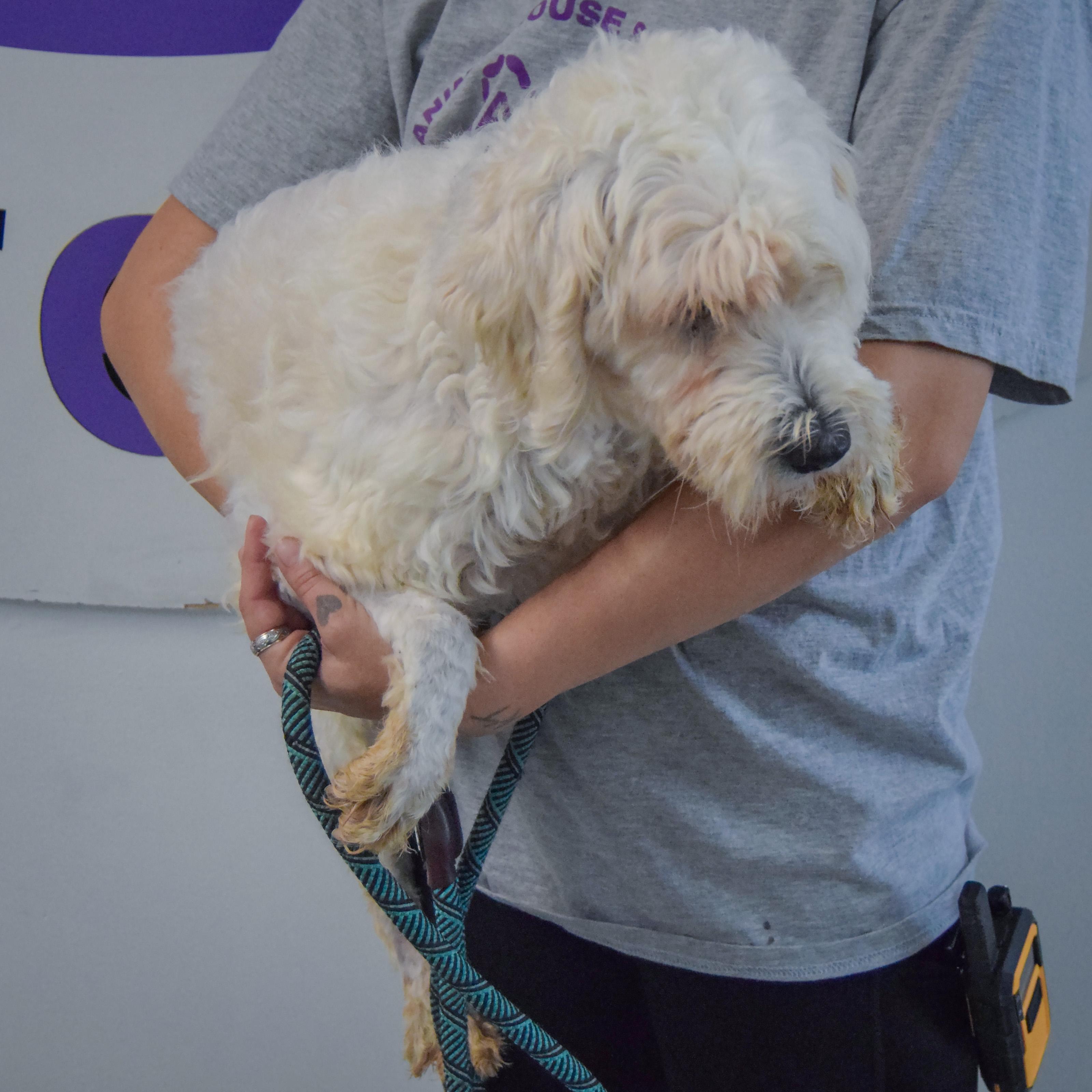 Enlarge Layla, a Adoptable mixed breed in Huntley, IL image 3/3