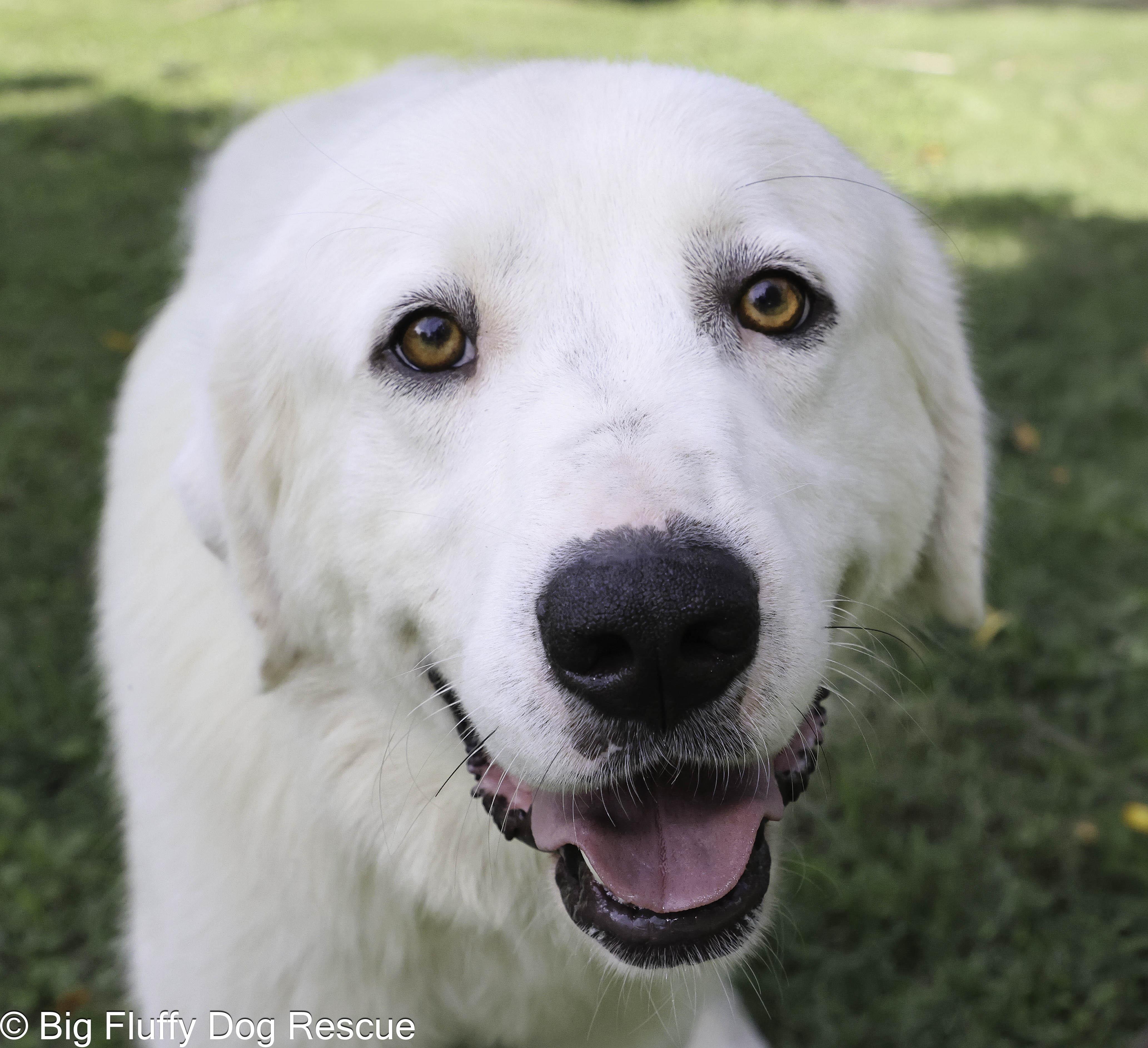 Merritt, Adoptable, Young Male Great Pyrenees & Labrador Retriever.