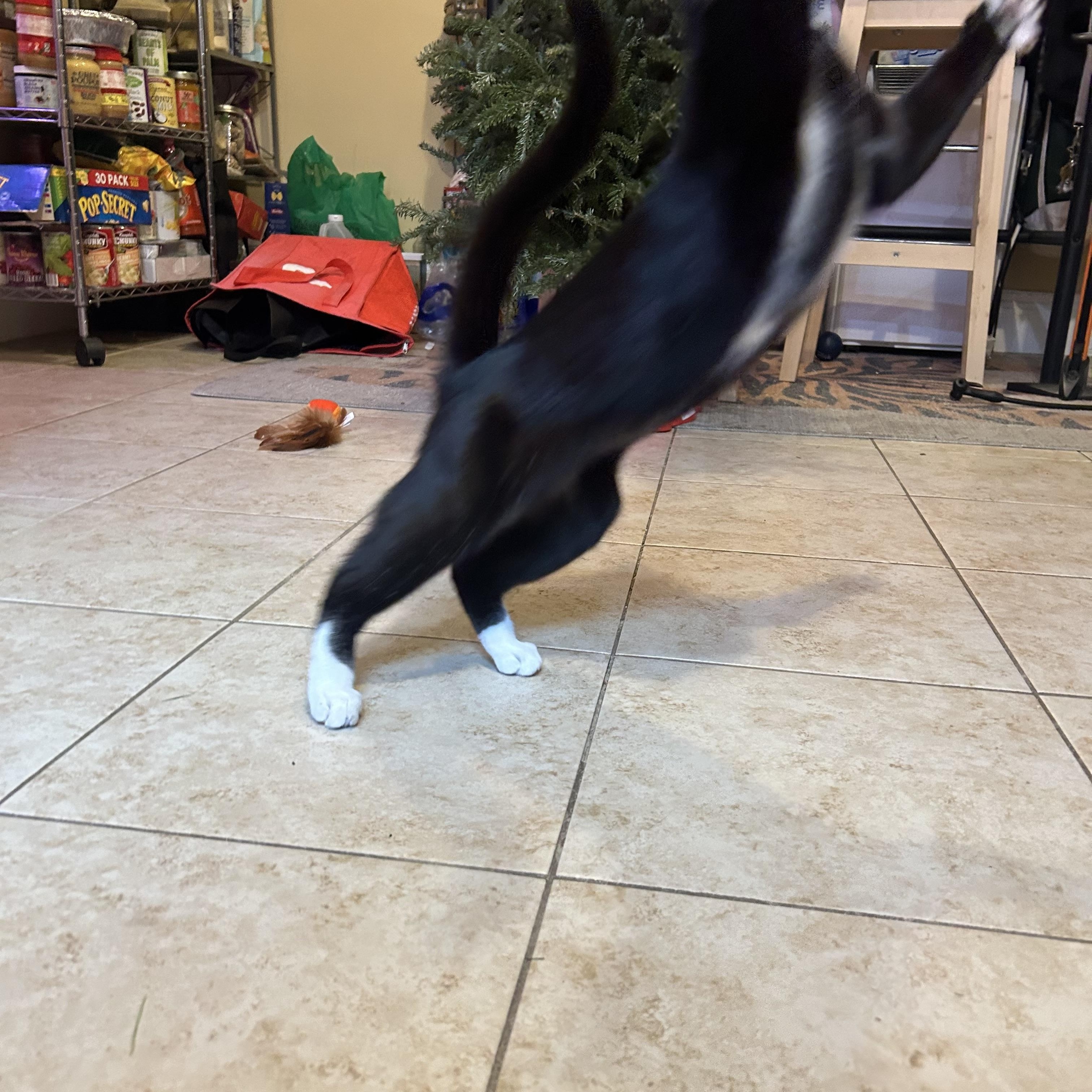 Enlarge Cold Pizza, an adoptable Domestic Short Hair in Ridgewood, NY image 3/4