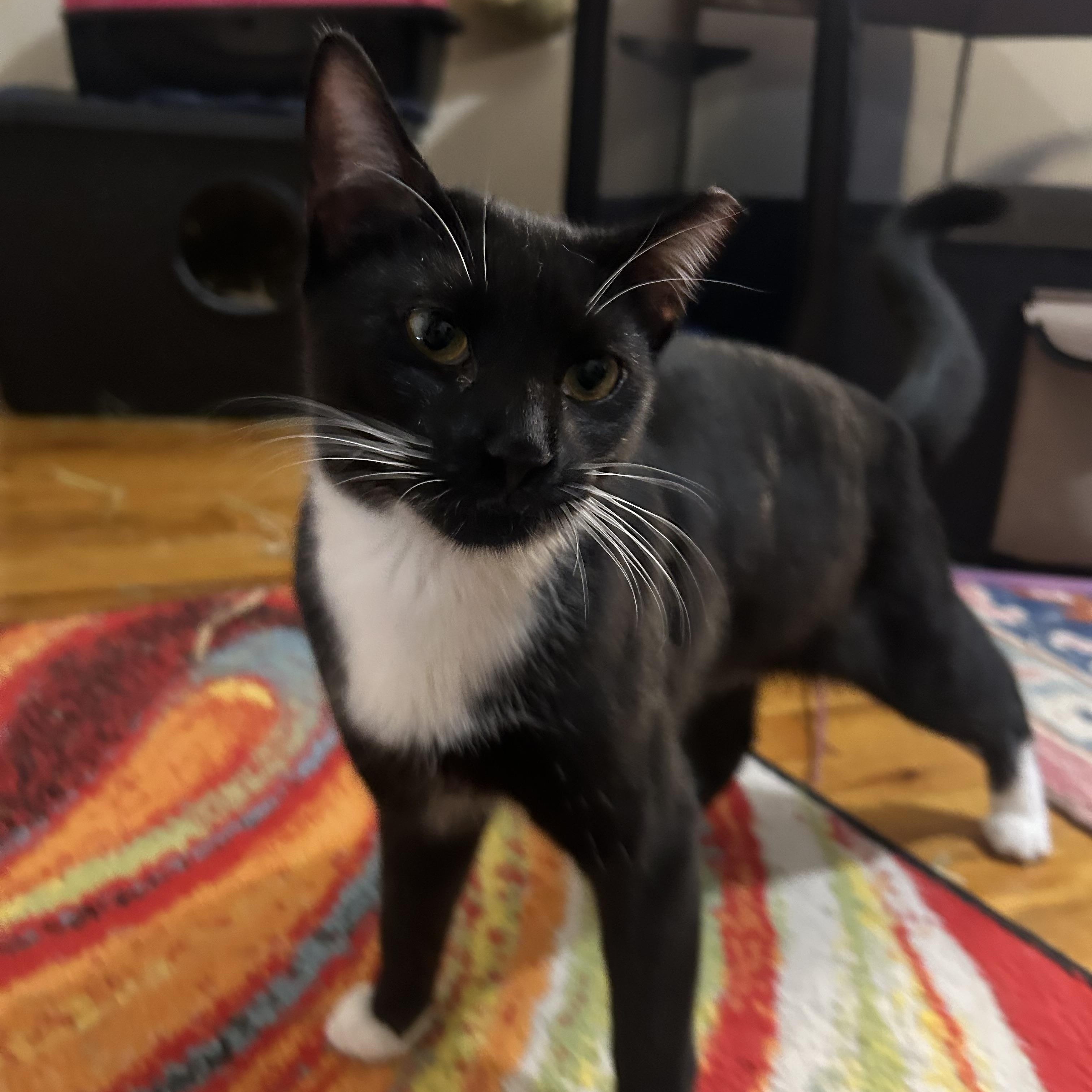 Enlarge Cold Pizza, an adoptable Domestic Short Hair in Ridgewood, NY image 4/4