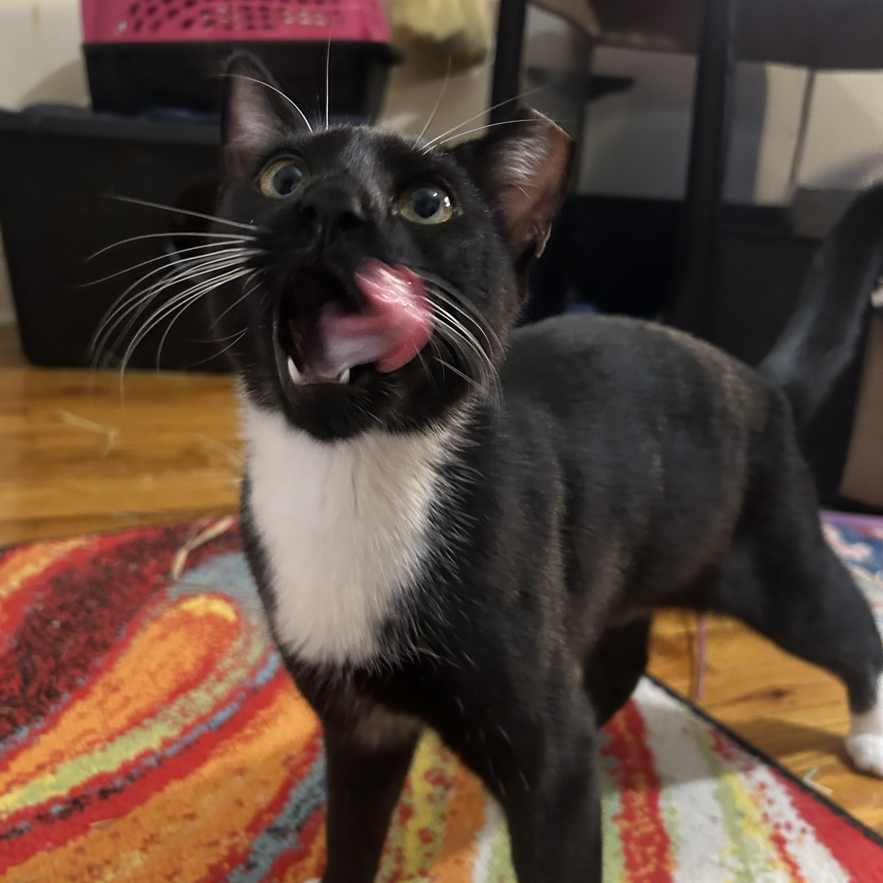 Enlarge Cold Pizza, an adoptable Domestic Short Hair in Ridgewood, NY image 1/4