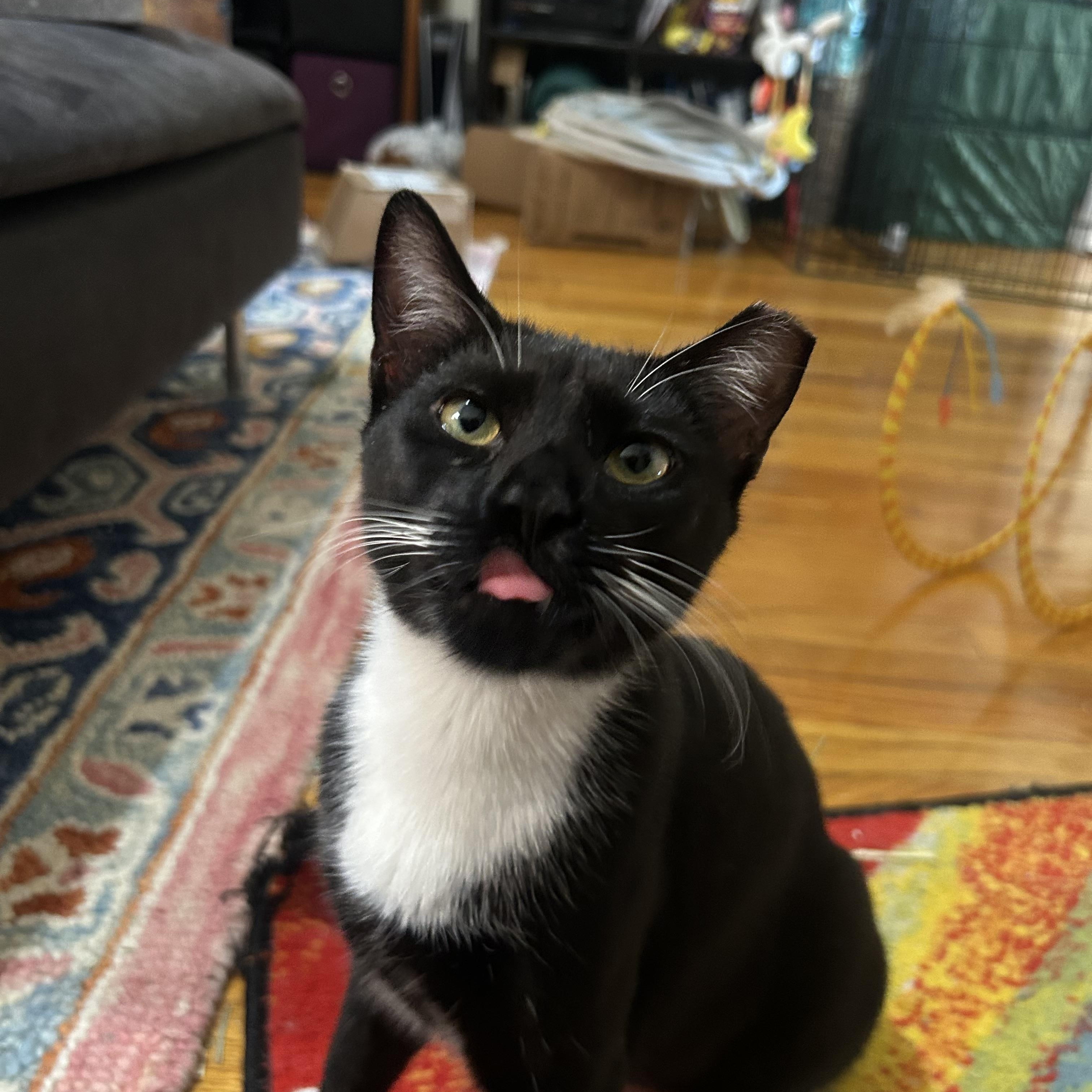 Enlarge Cold Pizza, an adoptable Domestic Short Hair in Ridgewood, NY image 2/4