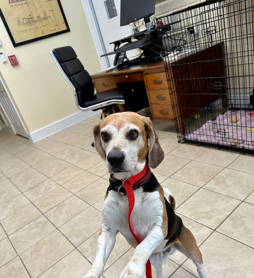 Craig, Adopted, Adult Male Beagle.