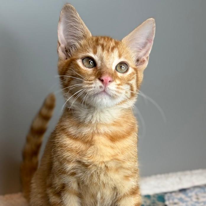 Michael, a Adoptable Domestic Short Hair in San Antonio, TX image 1/6