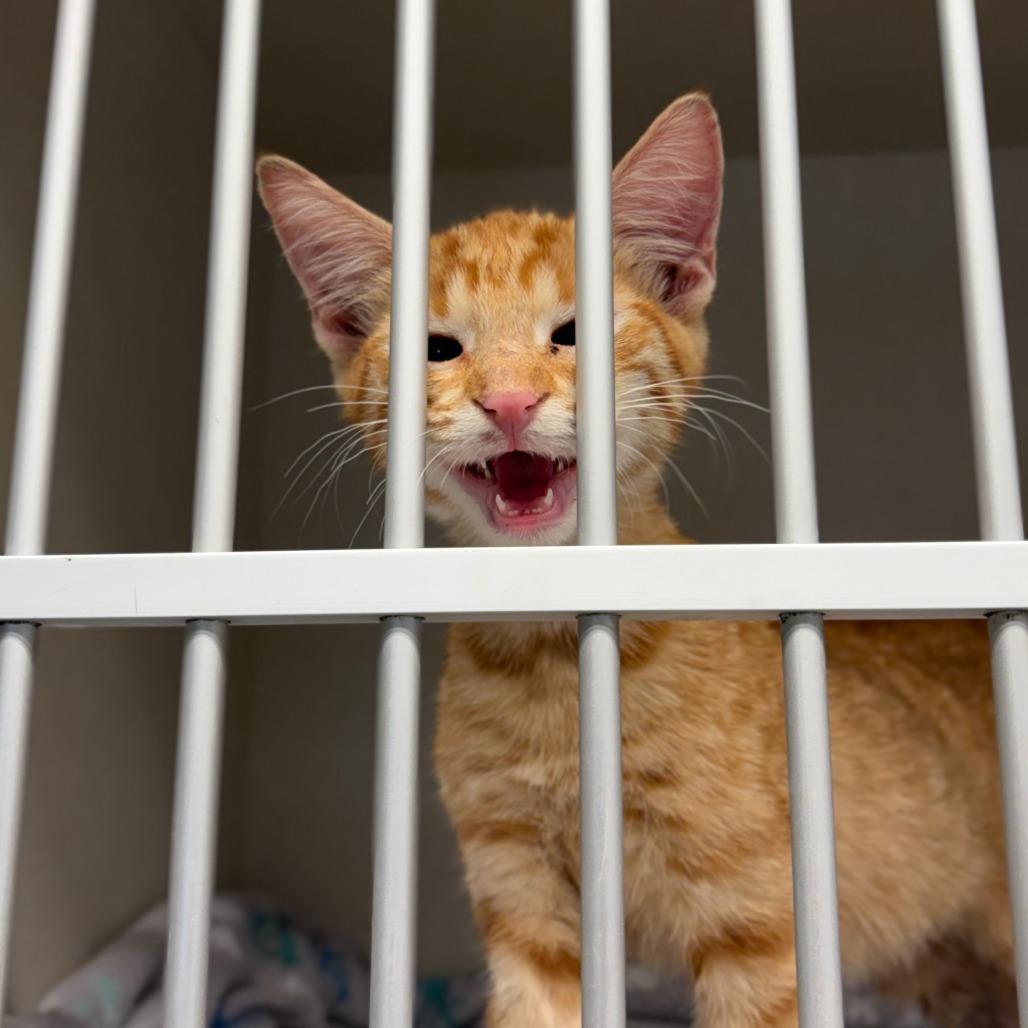 Michael, a Adoptable Domestic Short Hair in San Antonio, TX image 2/6