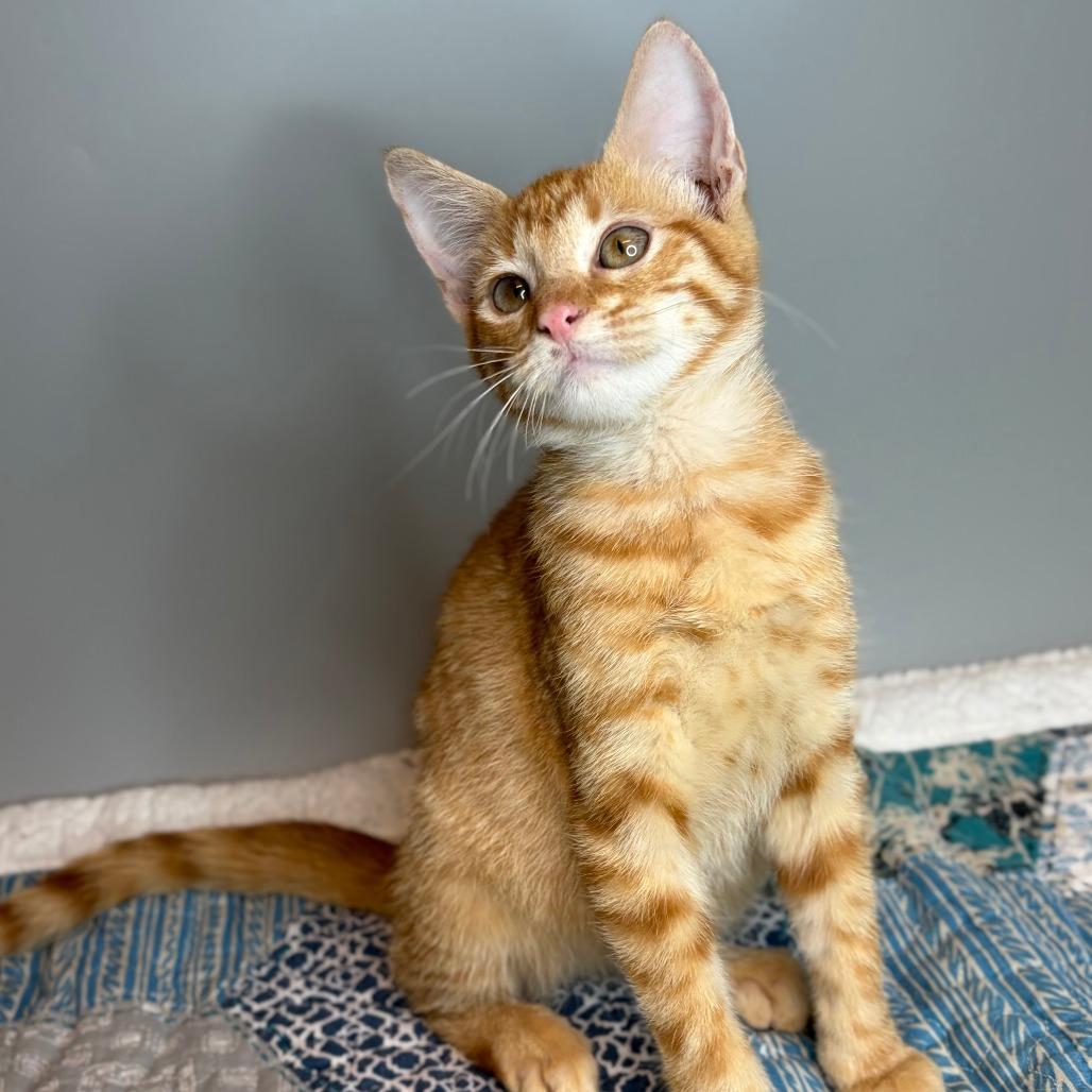 Michael, a Adoptable Domestic Short Hair in San Antonio, TX image 3/6