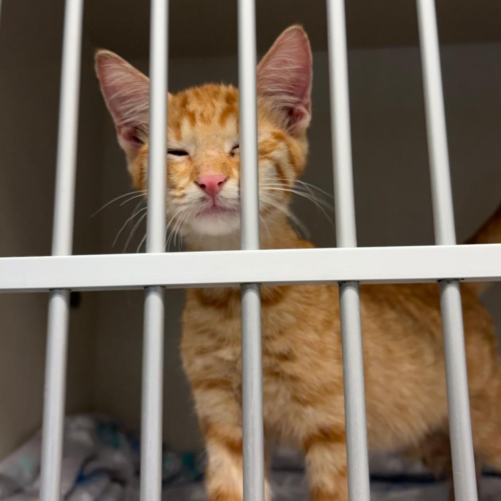 Michael, a Adoptable Domestic Short Hair in San Antonio, TX image 4/6