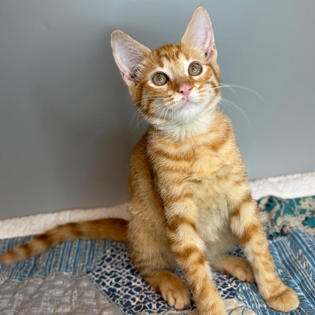 Michael, a Adoptable Domestic Short Hair in San Antonio, TX image 5/6