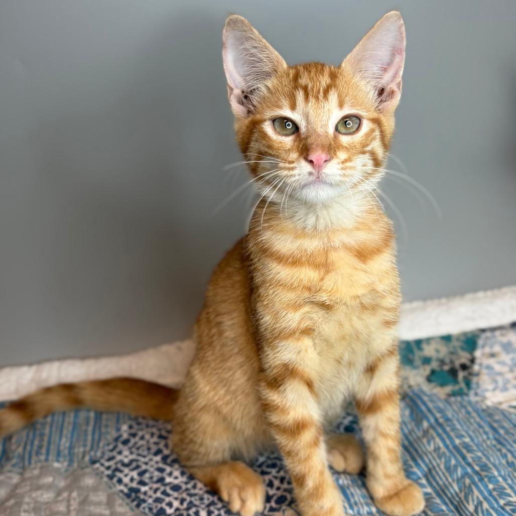 Michael, a Adoptable Domestic Short Hair in San Antonio, TX image 6/6