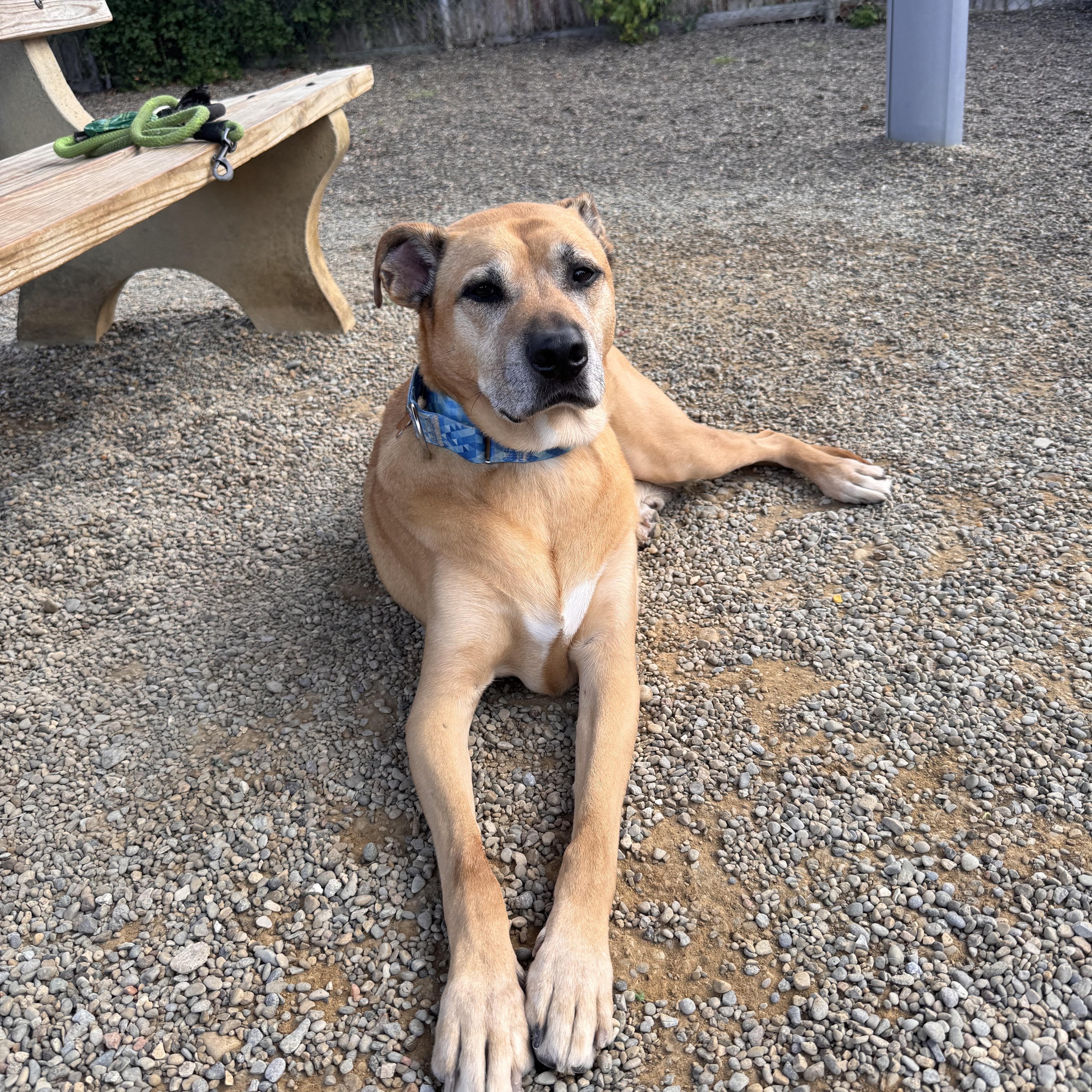 Enlarge Von Dutch, a Adoptable mixed breed in Cincinnati, OH image 6/6