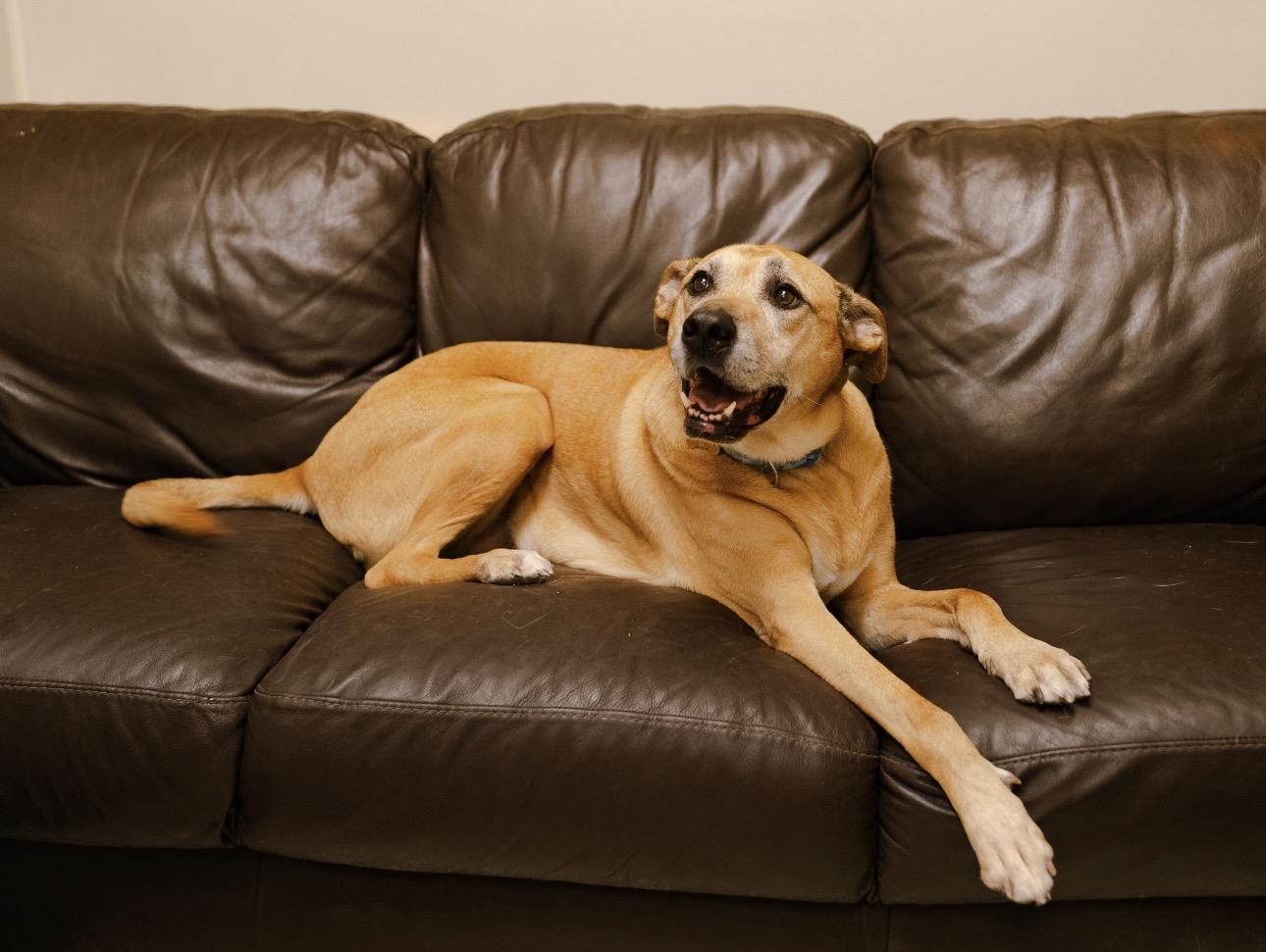Enlarge Von Dutch, a Adoptable mixed breed in Cincinnati, OH image 2/6