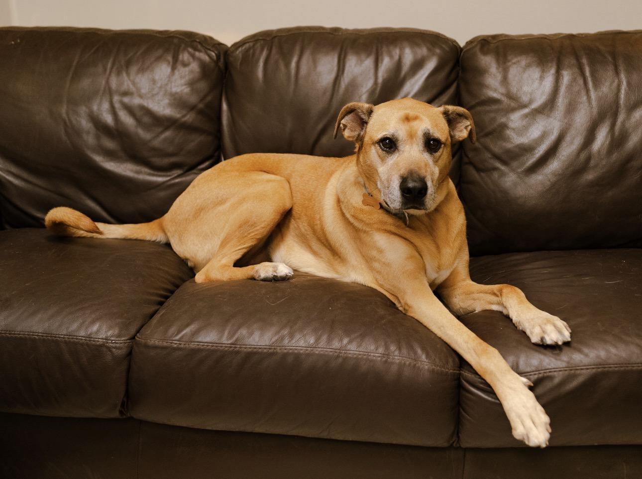 Enlarge Von Dutch, a Adoptable mixed breed in Cincinnati, OH image 4/6