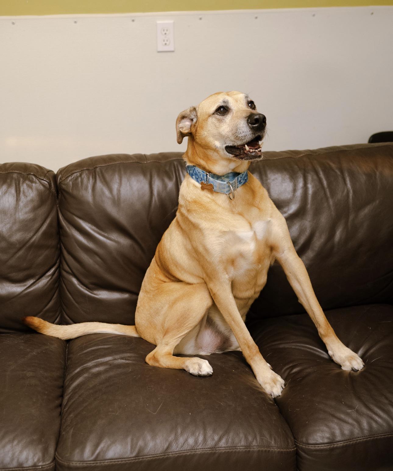 Enlarge Von Dutch, a Adoptable mixed breed in Cincinnati, OH image 5/6