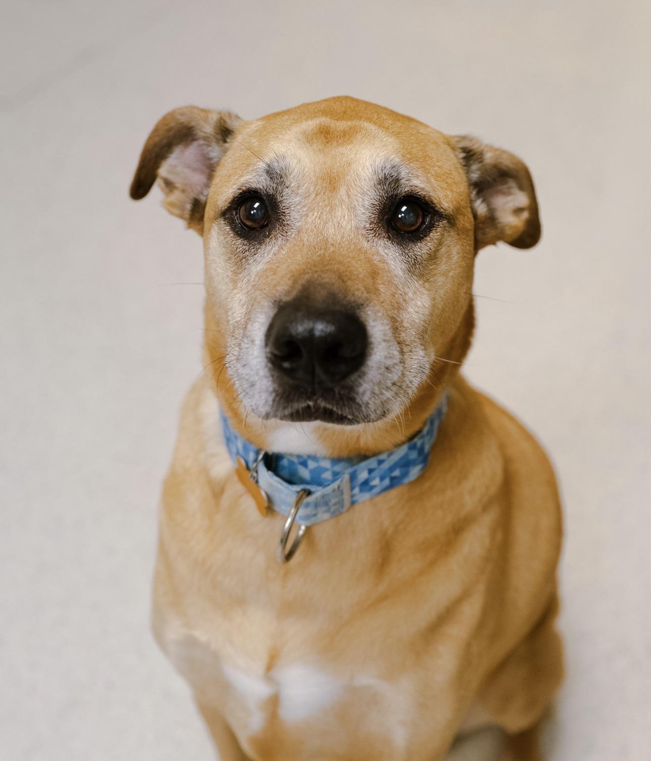 Enlarge Von Dutch, a Adoptable mixed breed in Cincinnati, OH image 3/6
