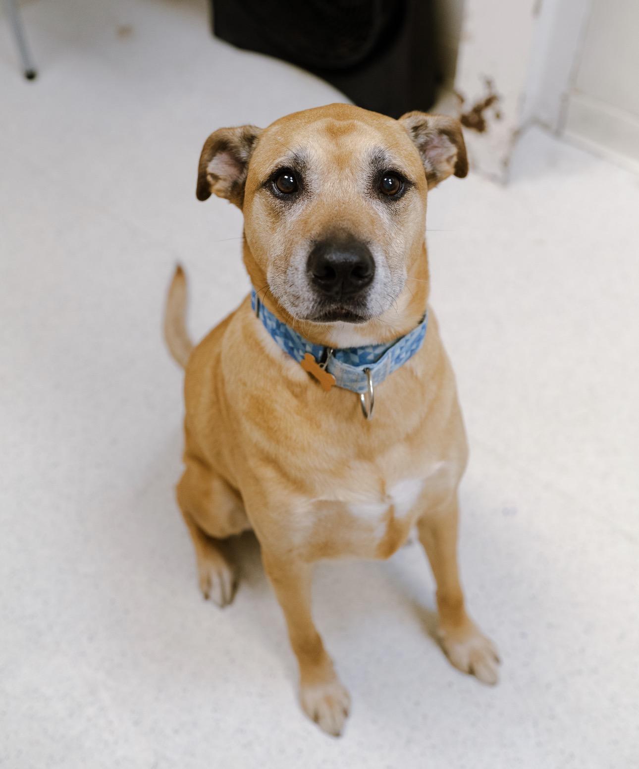 Enlarge Von Dutch, a Adoptable mixed breed in Cincinnati, OH image 1/6