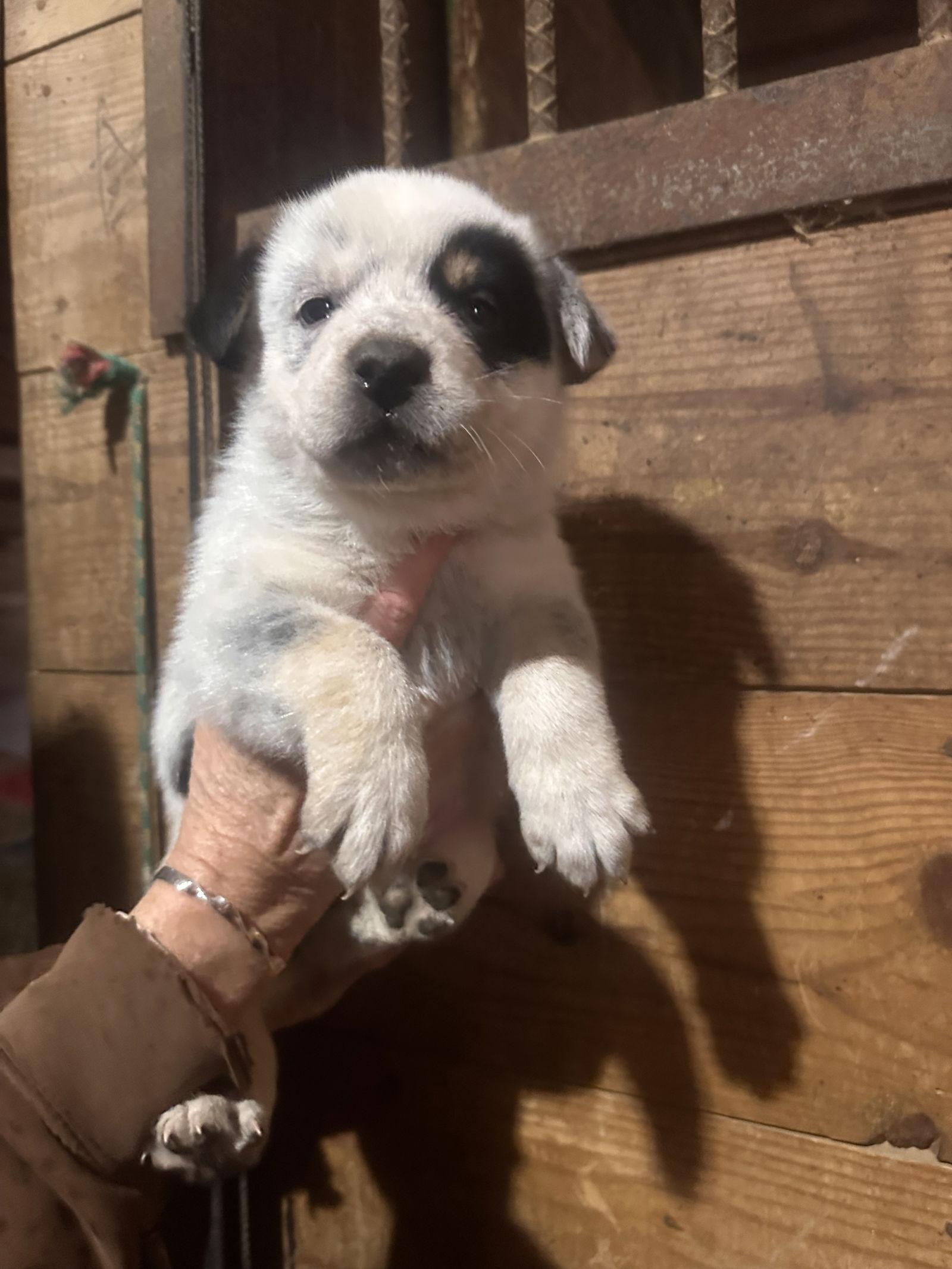 Birdie, Adoptable, Puppy Female Cattle Dog & Australian Shepherd.