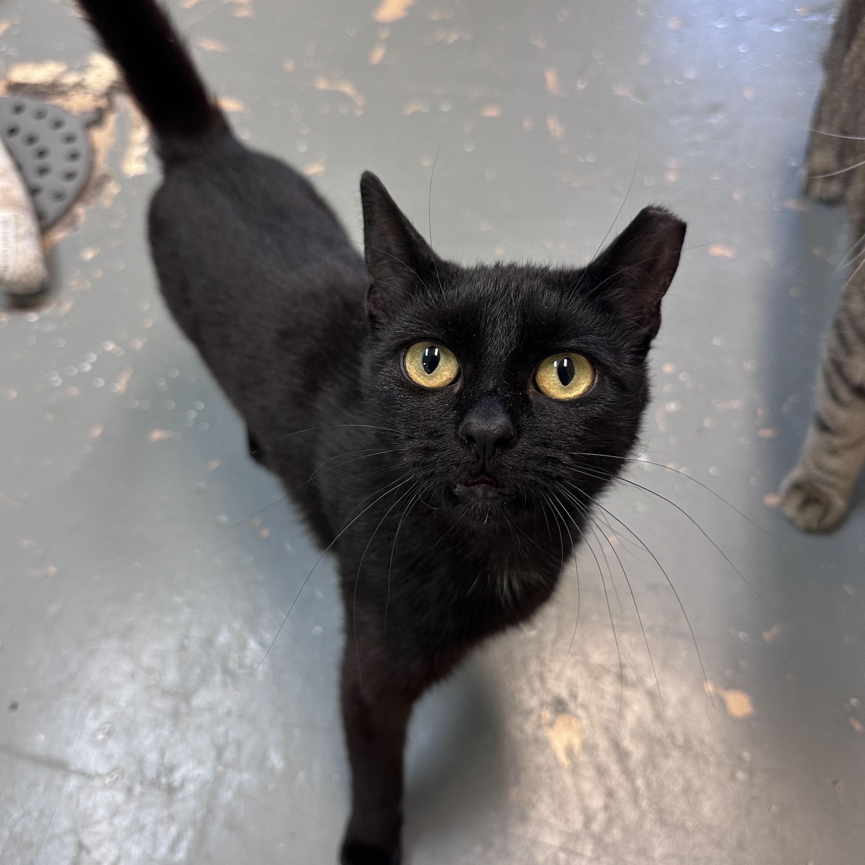 Enlarge Wren , an adopted Domestic Long Hair in East Northport, NY image 1/1