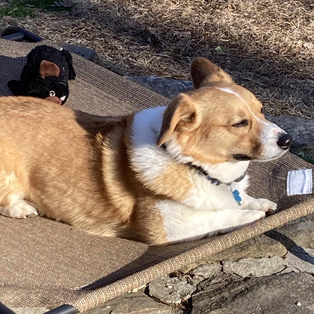 Winston with Willow — thumbnail 2