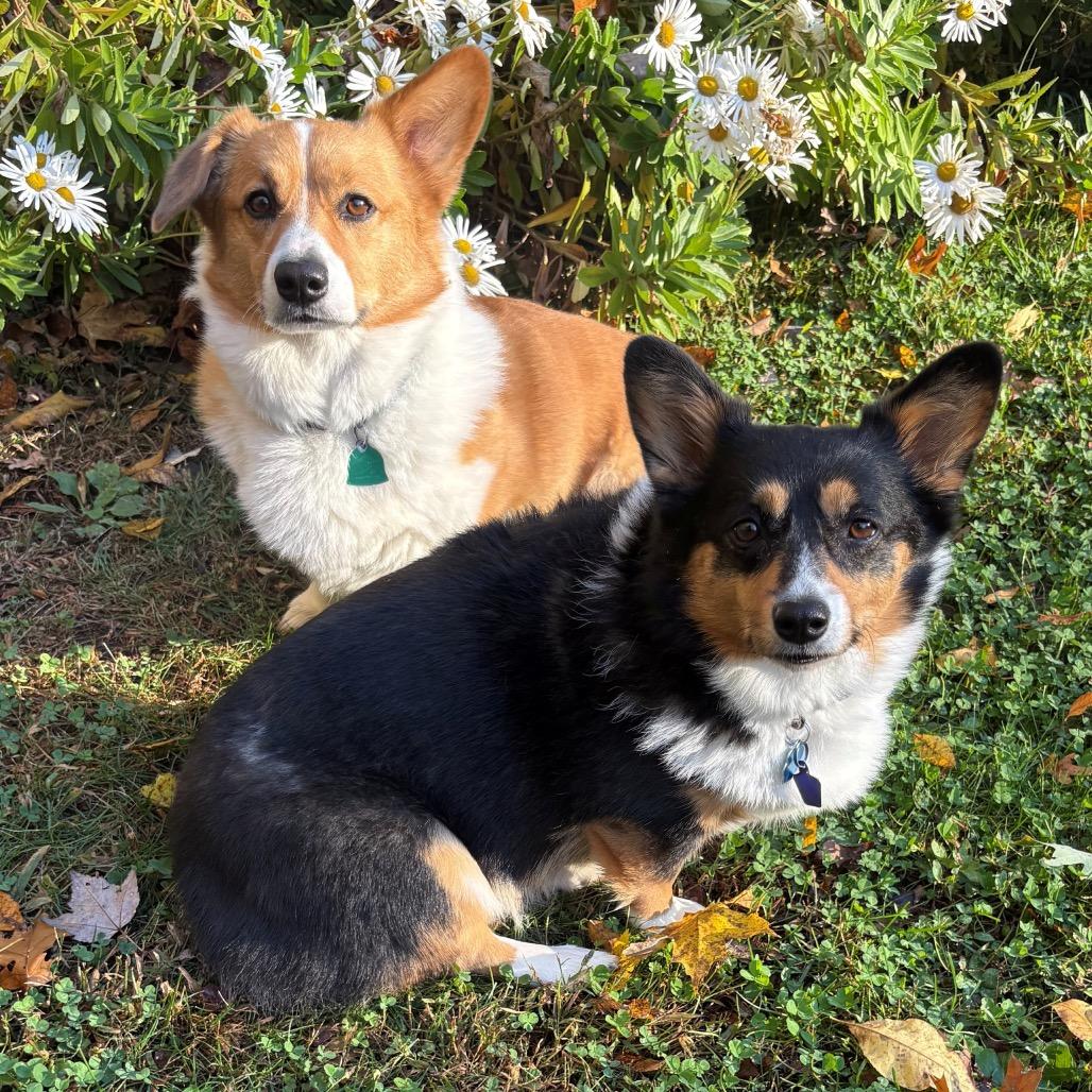 Winston with Willow — thumbnail 3