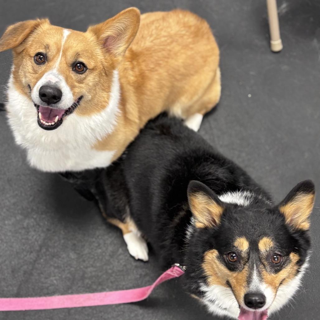 Winston with Willow — thumbnail 4