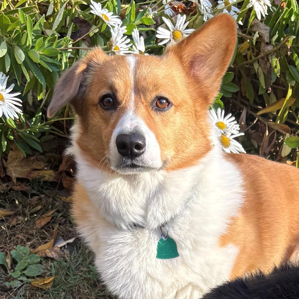 Winston with Willow — thumbnail 5