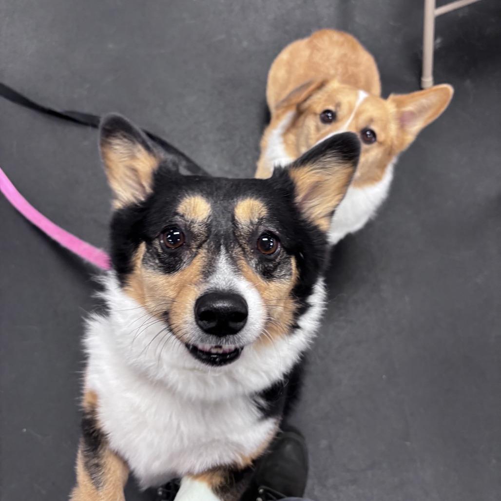 Winston with Willow — thumbnail 6