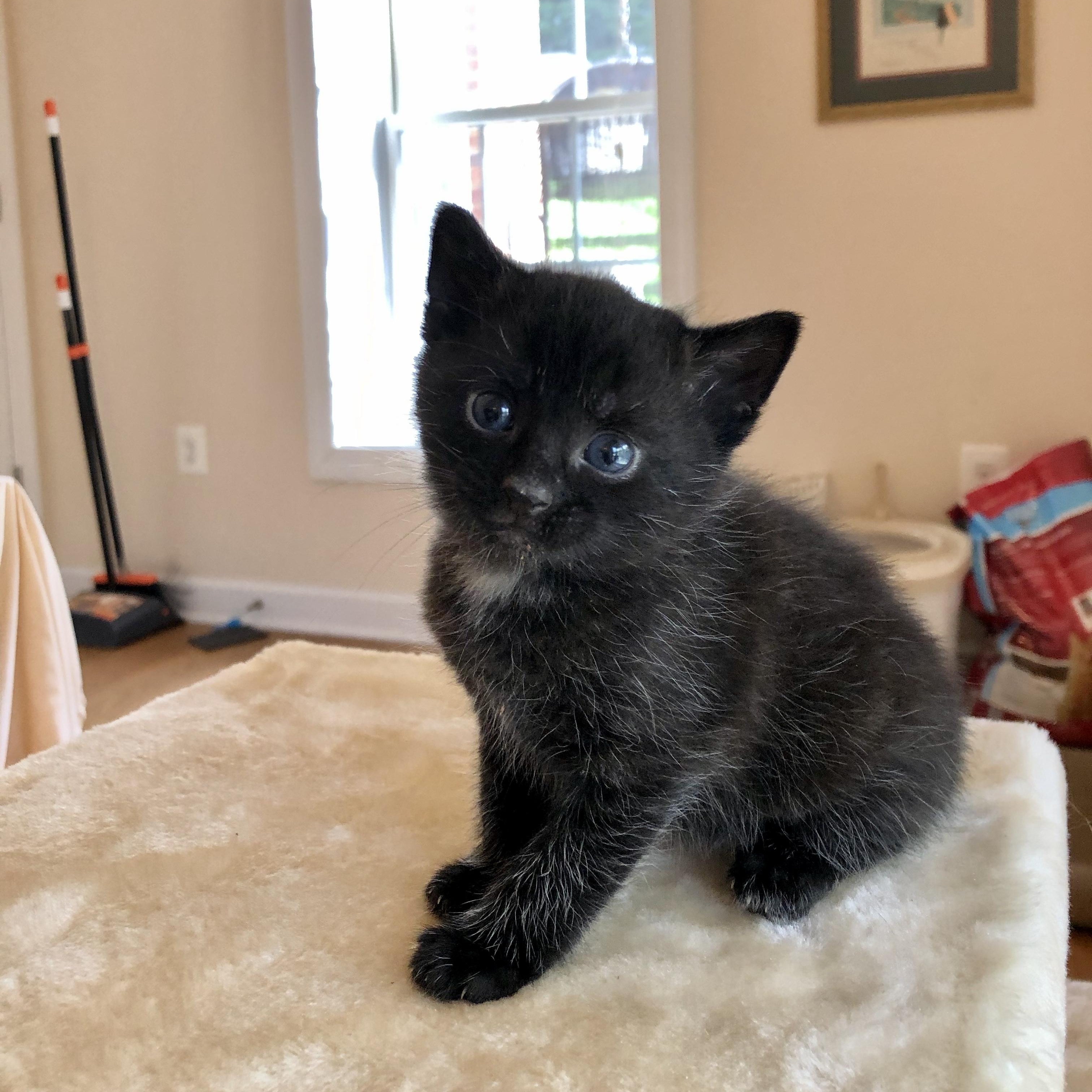 Enlarge Shadow , a ADOPTABLE Domestic Short Hair in EWA BEACH, HI image 2/3