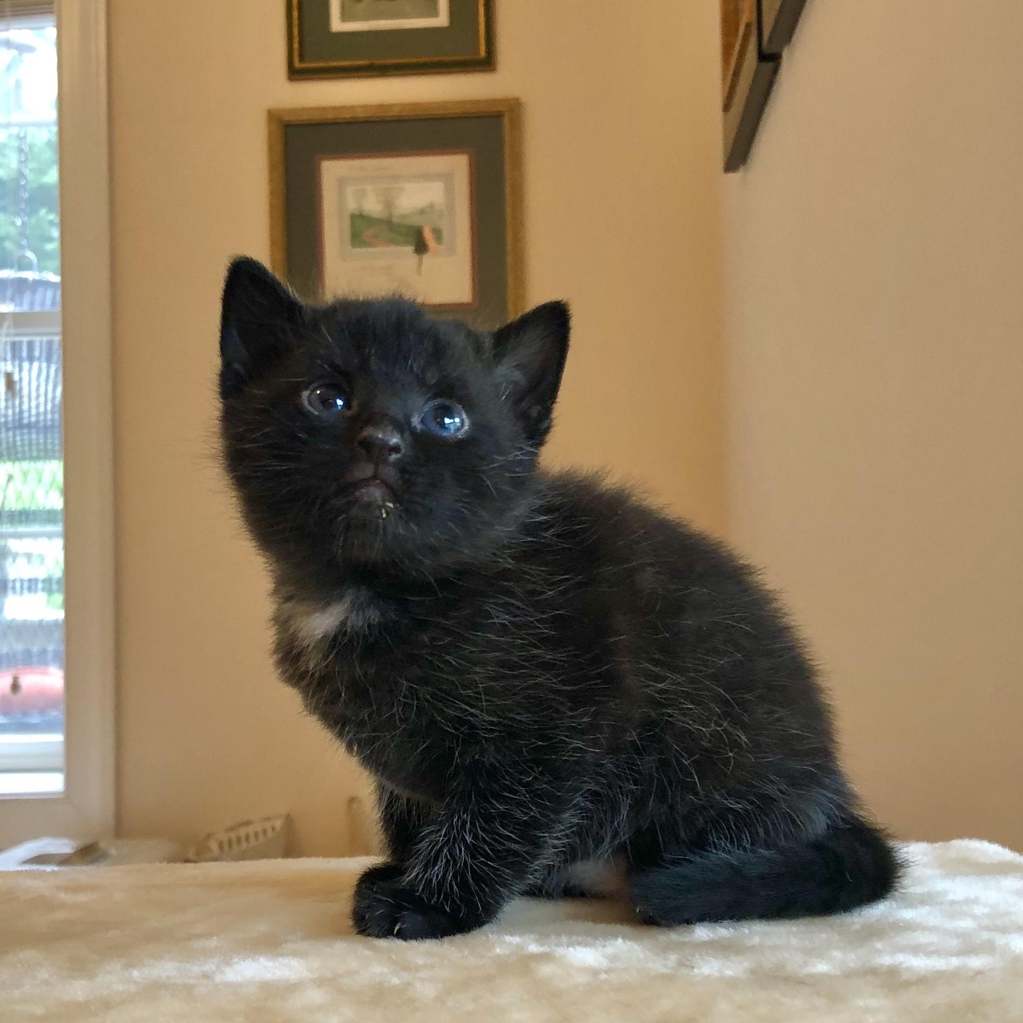 Shadow , ADOPTABLE, Kitten Male Domestic Short Hair.