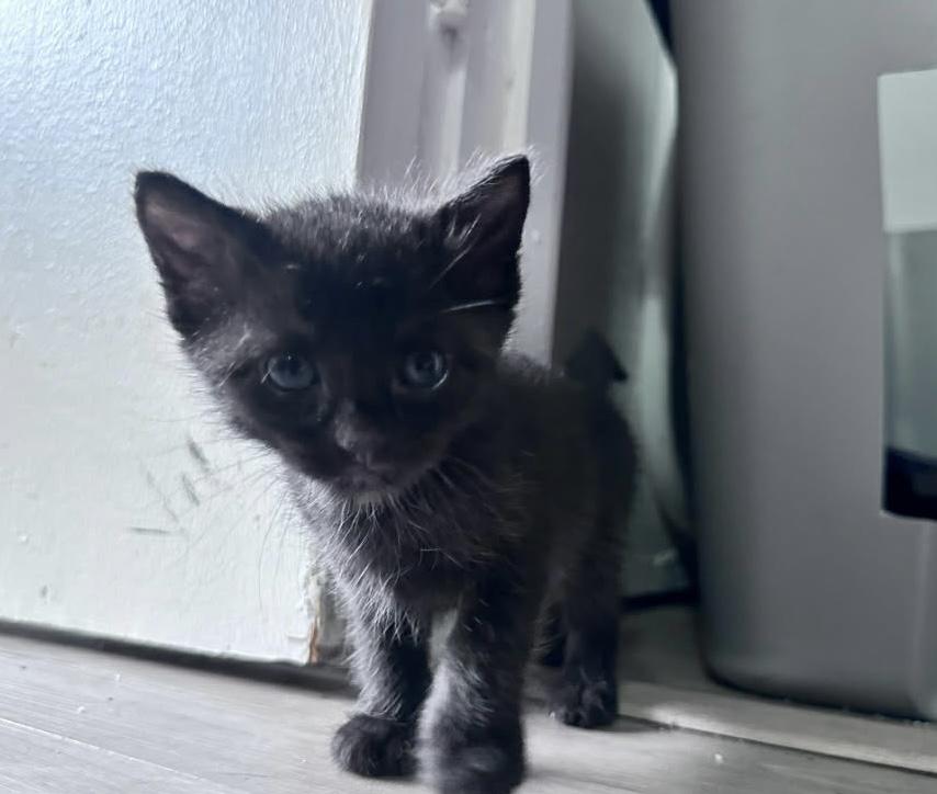 Enlarge Shadow , a ADOPTABLE Domestic Short Hair in EWA BEACH, HI image 3/3