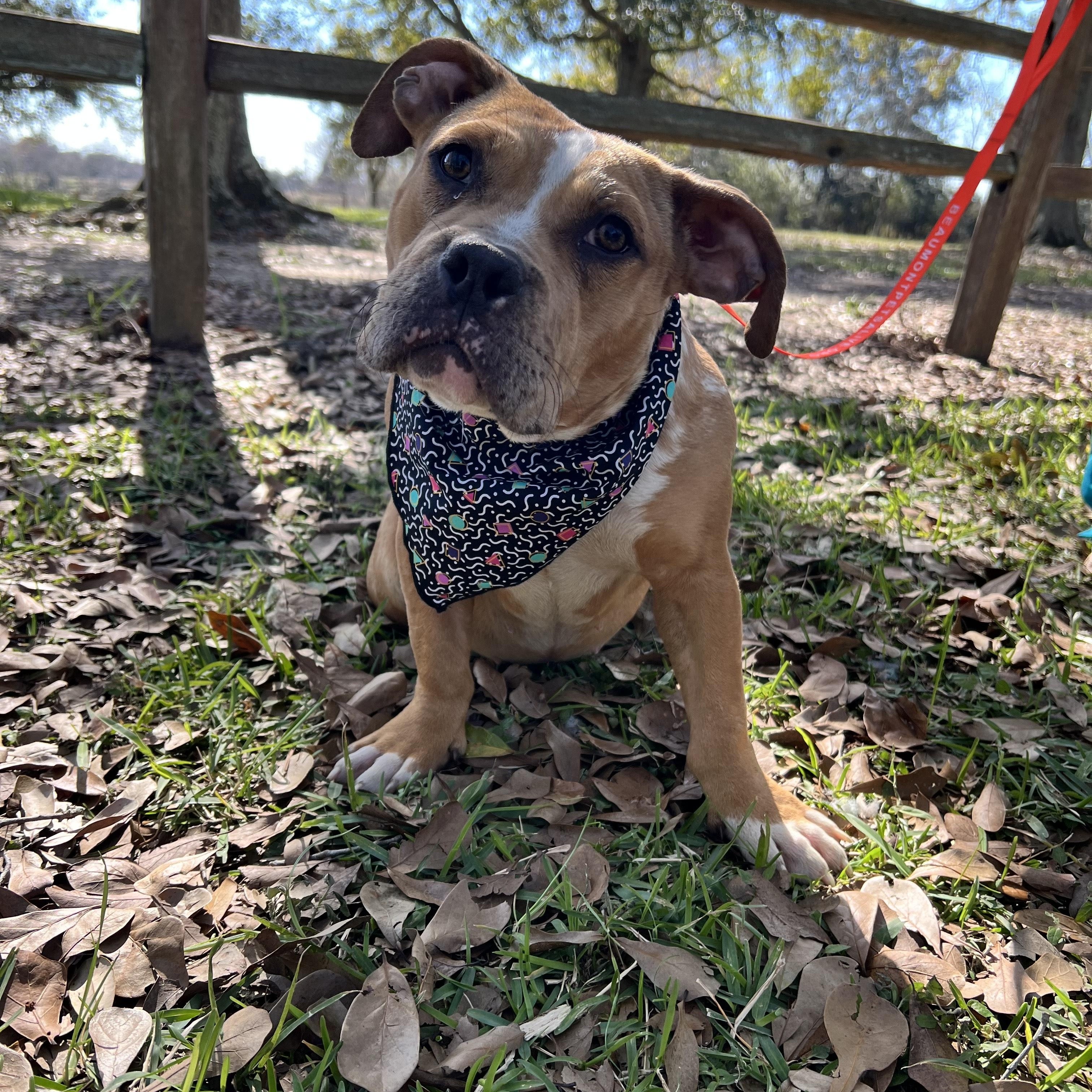 Enlarge Chanel, a ADOPTABLE mixed breed in Winnie, TX image 2/3