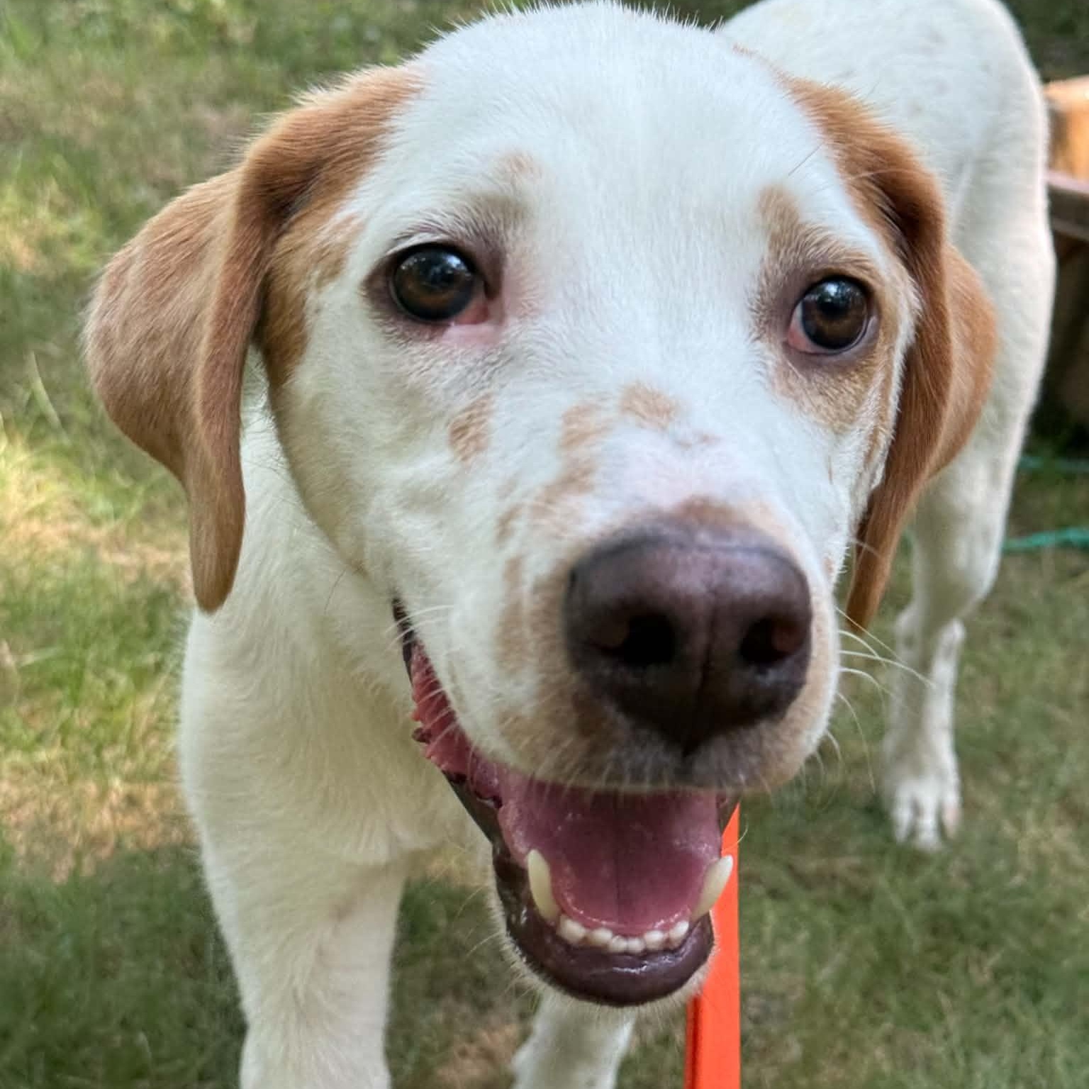 Enlarge Aurelio aka Leo, a ADOPTABLE mixed breed in Woolwich, ME image 2/6