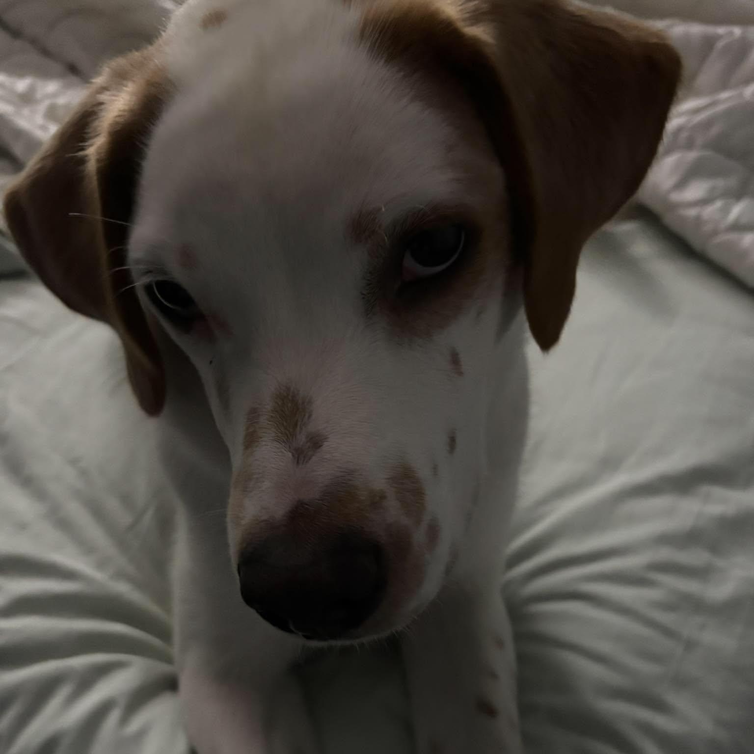 Aurelio aka Leo, a ADOPTABLE mixed breed in Woolwich, ME image 6/6