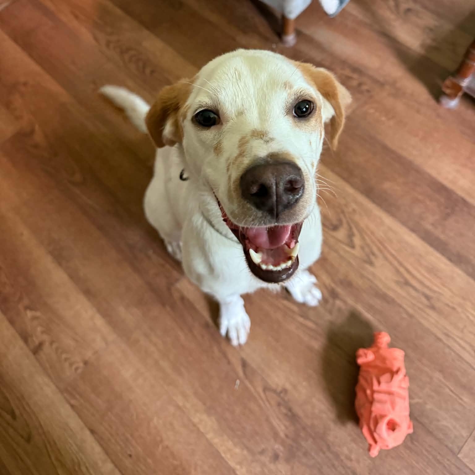 Enlarge Aurelio aka Leo, a ADOPTABLE mixed breed in Woolwich, ME image 6/6