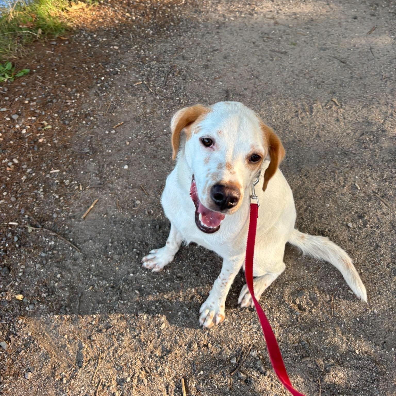 Aurelio aka Leo, a ADOPTABLE mixed breed in Woolwich, ME image 1/6