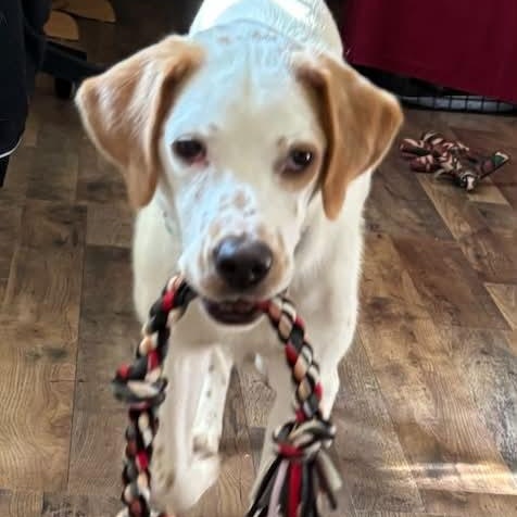 Aurelio aka Leo, a ADOPTABLE mixed breed in Woolwich, ME image 5/6