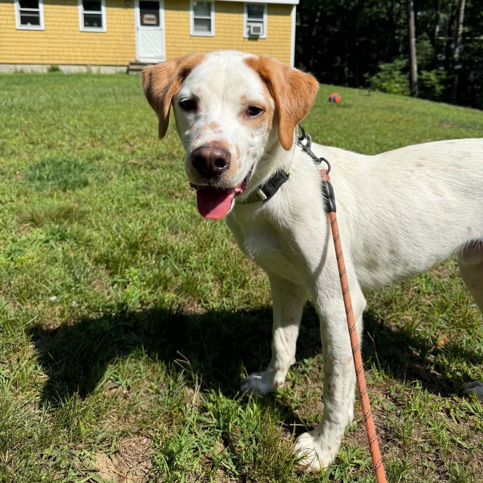 Enlarge Aurelio aka Leo, a ADOPTABLE mixed breed in Woolwich, ME image 5/6