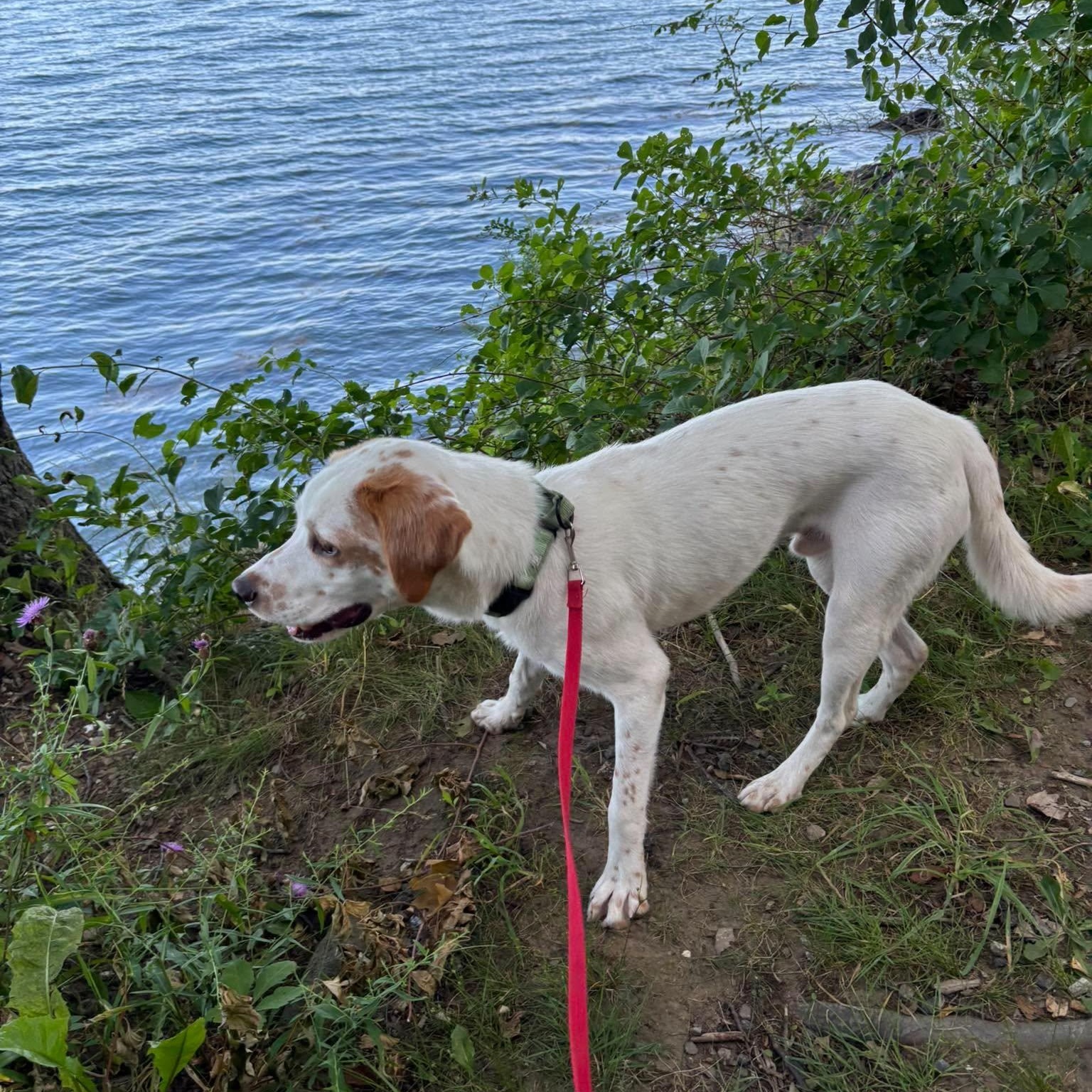 Aurelio aka Leo, a ADOPTABLE mixed breed in Woolwich, ME image 3/6