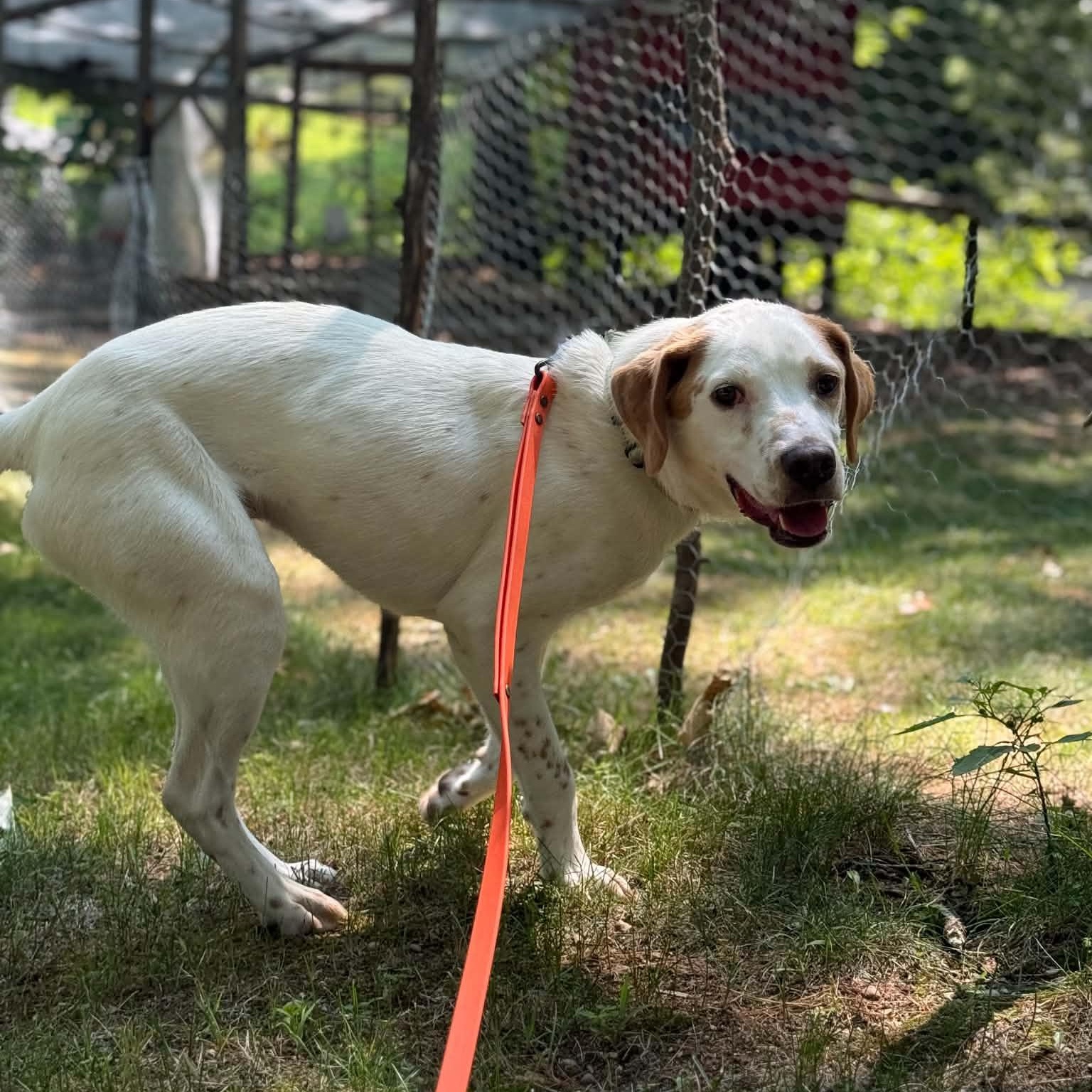 Enlarge Aurelio aka Leo, a ADOPTABLE mixed breed in Woolwich, ME image 3/6