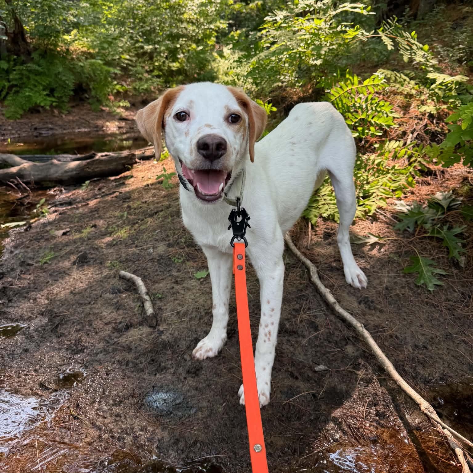 Aurelio aka Leo, ADOPTABLE, Young Male English Springer Spaniel.