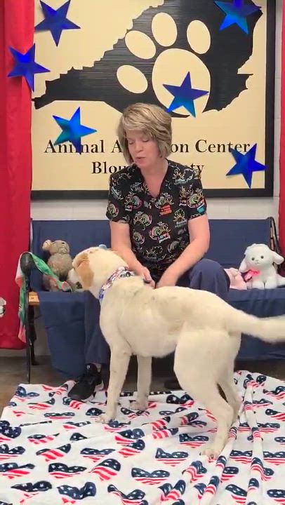 Enlarge Aurelio, a ADOPTABLE Mixed Breed in Woolwich, ME video 2/4