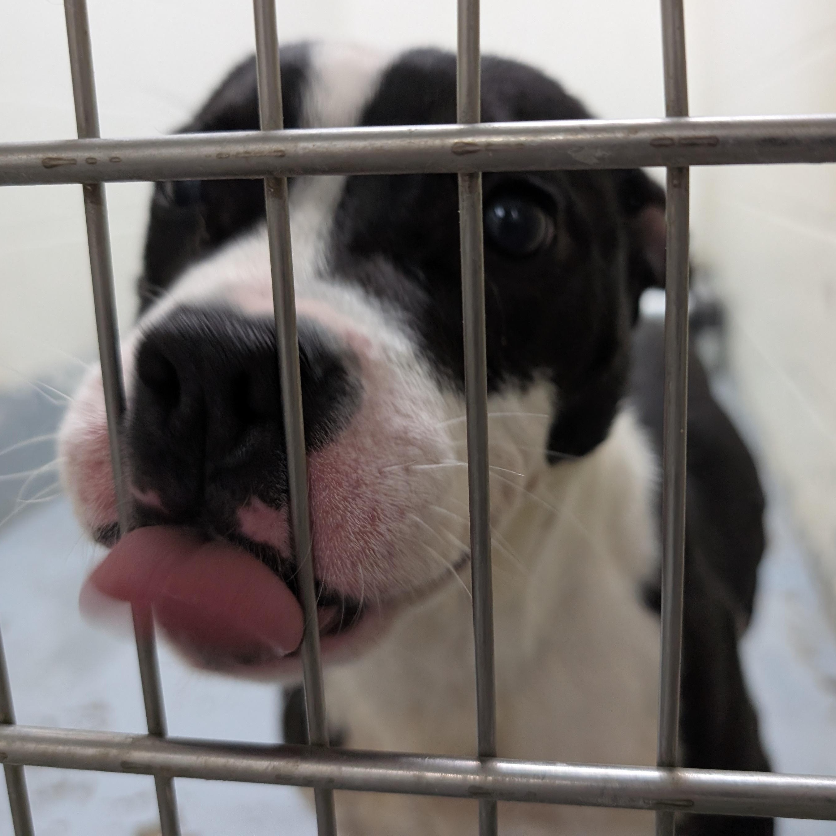 Enlarge 190131  LOOKING FOR OWNER, a ADOPTABLE mixed breed in Ravenna, OH image 1/2