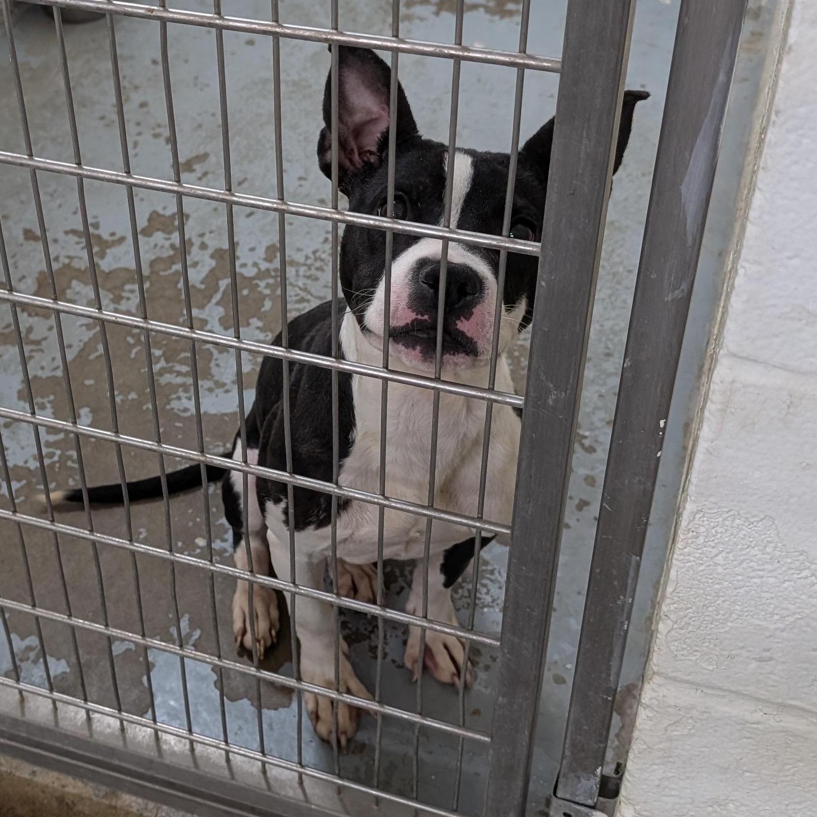 Enlarge 190131  LOOKING FOR OWNER, an adopted mixed breed in Ravenna, OH image 2/4
